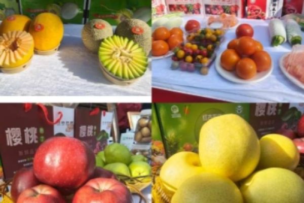 2025年中国农民丰收节甘肃庆祝活动在兰州什川古梨园成功举办