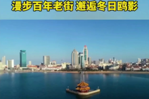 青岛市南区四大亮点活动邀您春节相聚青岛漫步百年老街邂逅冬日鸥影