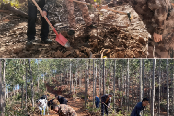 江西安远县塘村乡联合龙布林场开展植树节共建活动